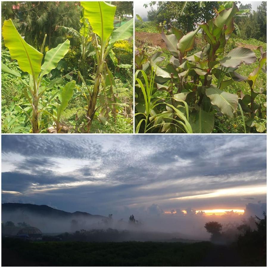 Au Coeur Des Plantations Vendégház La Possession Kültér fotó