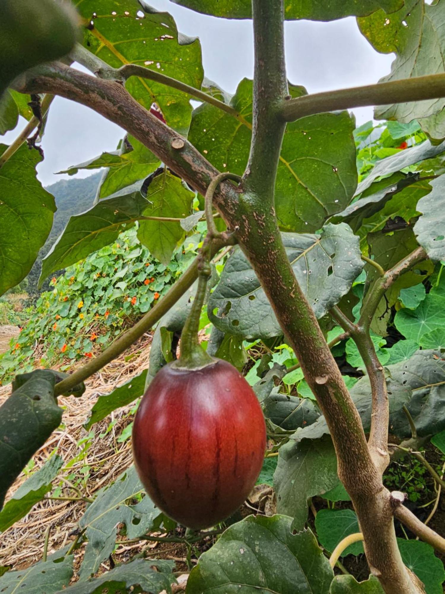 Au Coeur Des Plantations Vendégház La Possession Kültér fotó